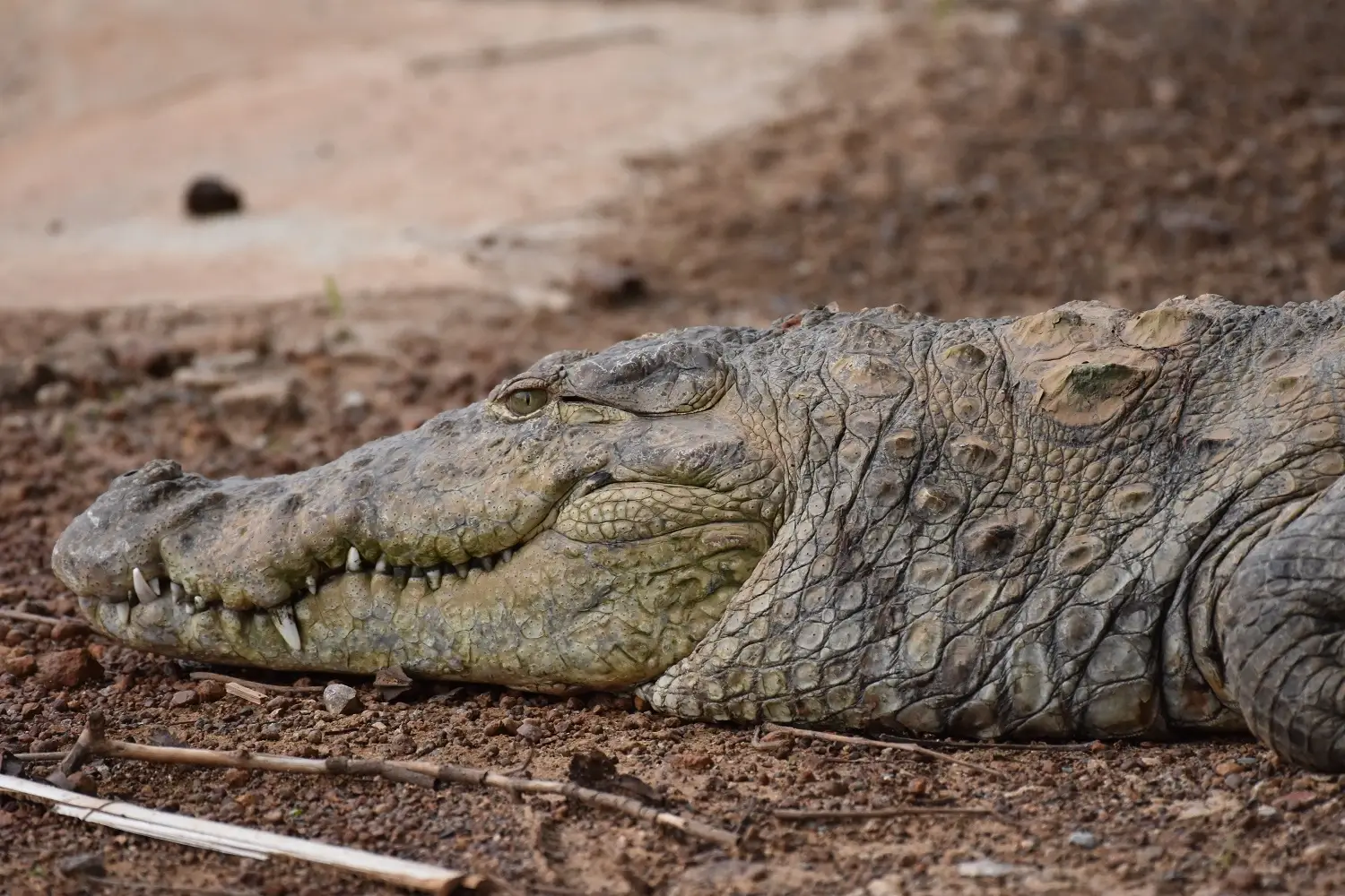 Wetland & Reptile Collection