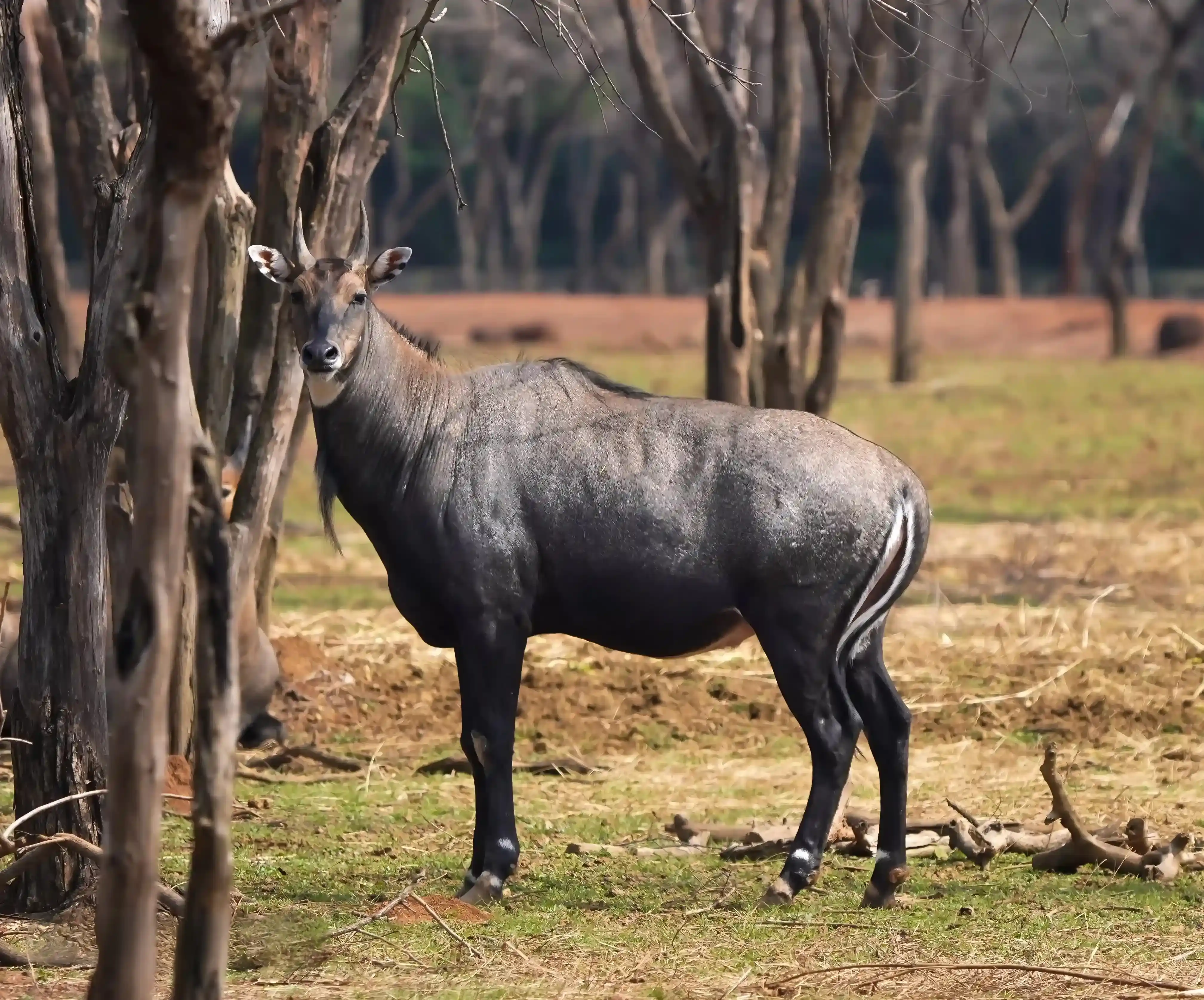 Herbivore Safari