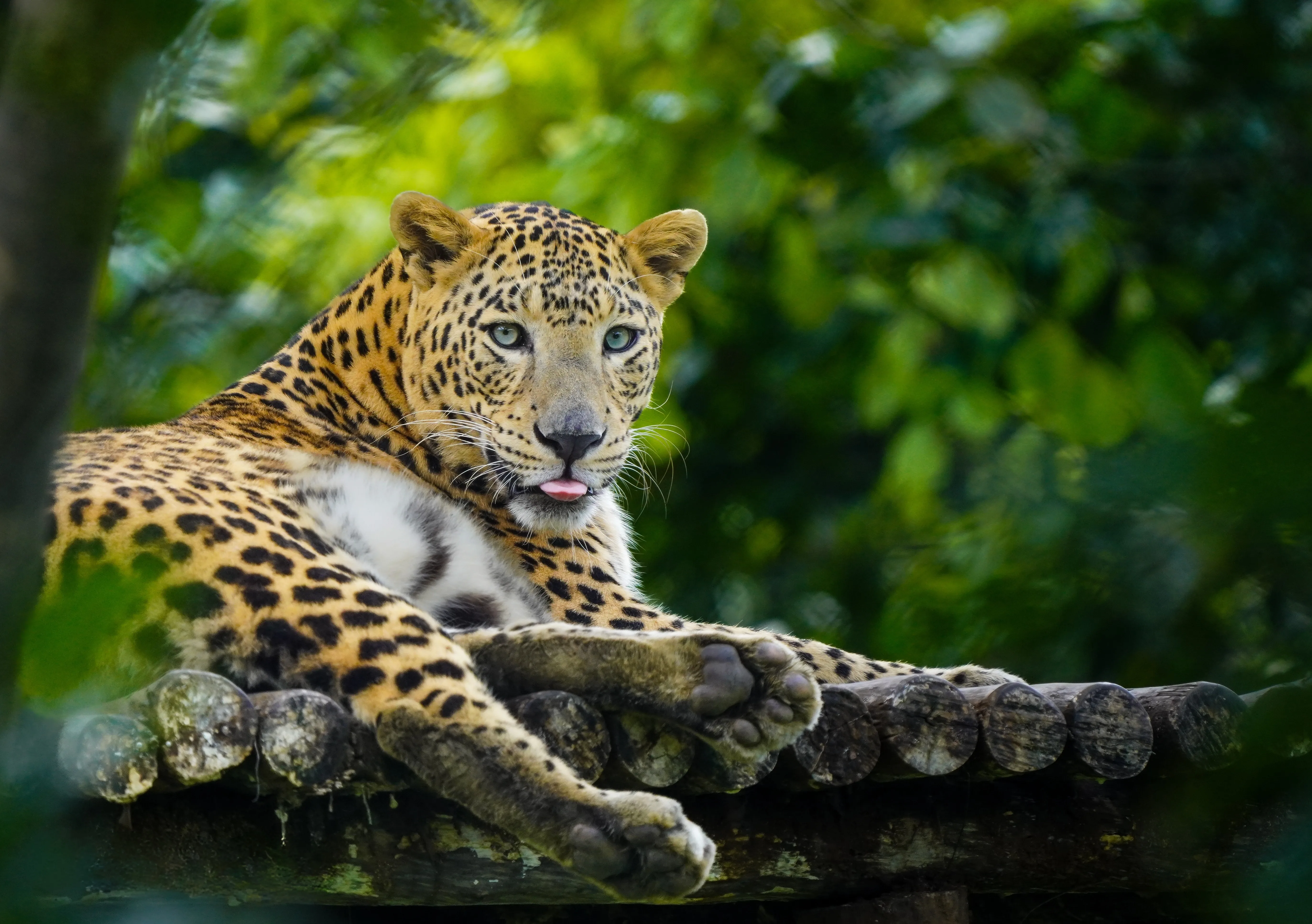 Big Cats