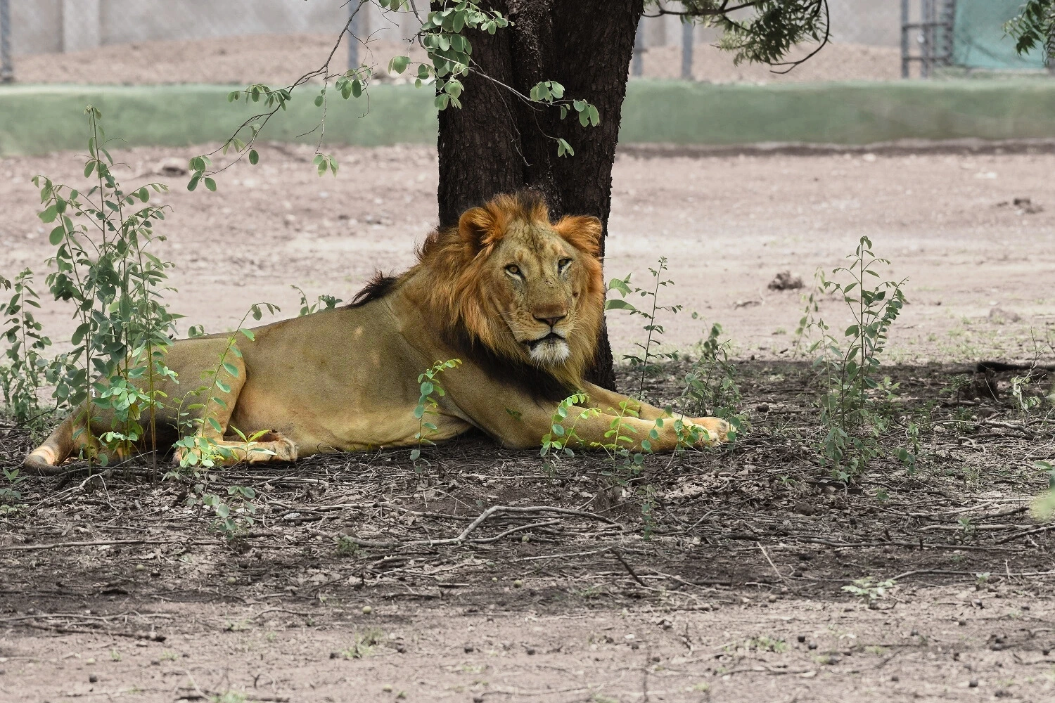 Lion Safari Experience