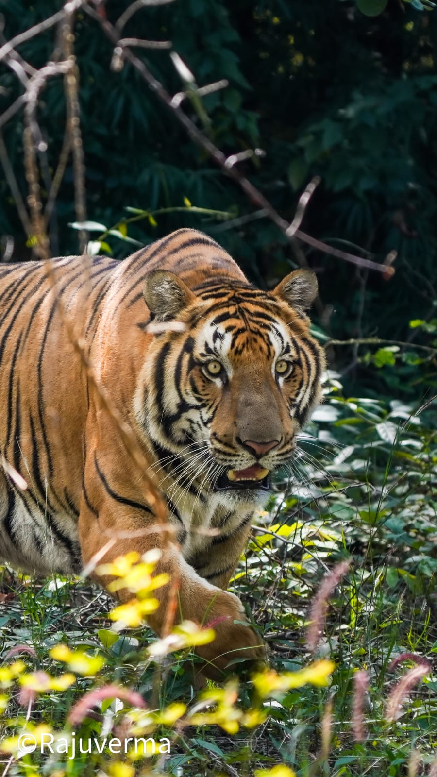 Tiger Safari