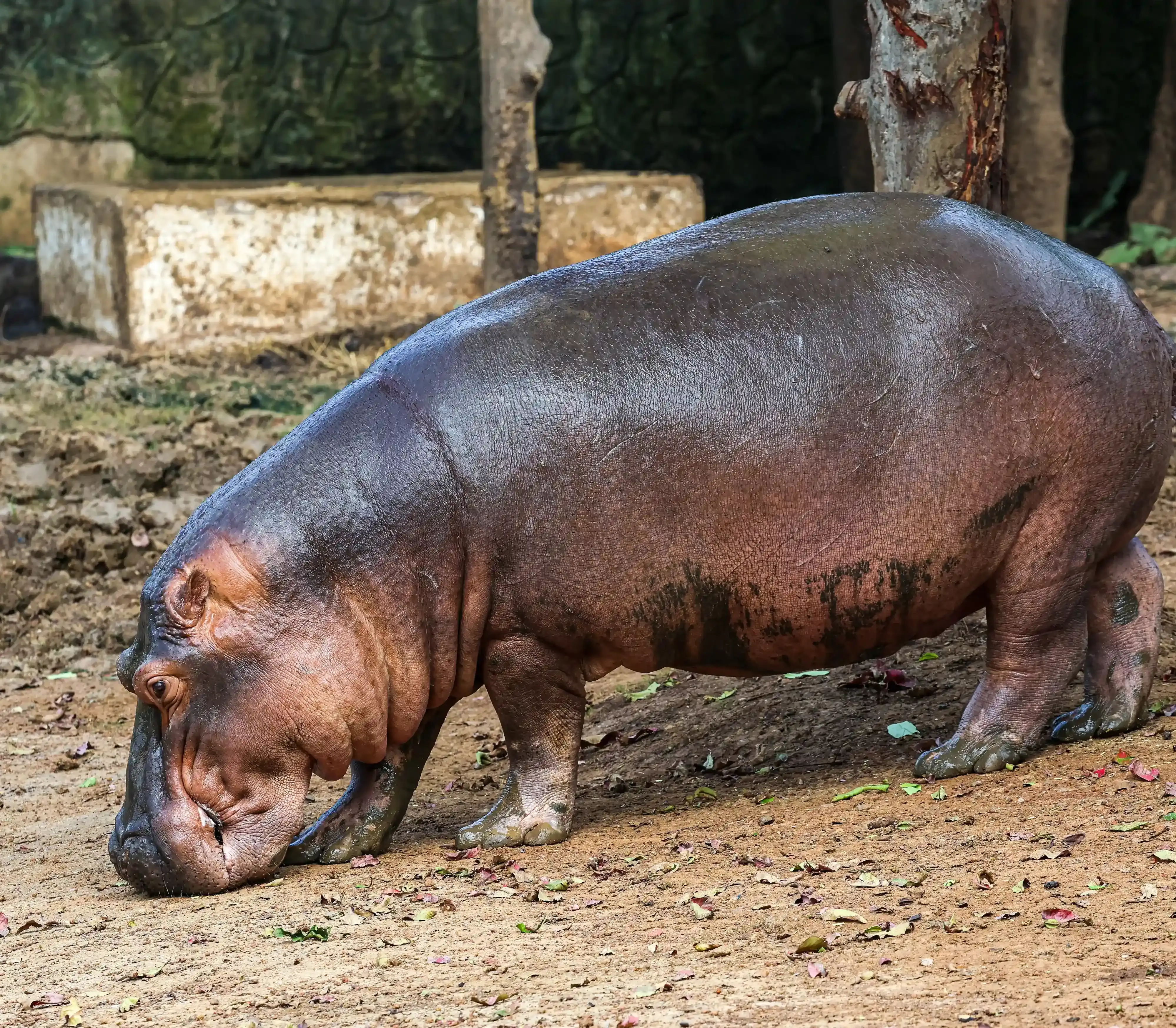 Megaherbivores