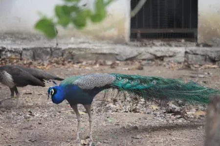 Birds & Aviaries